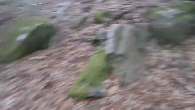 Funghi porcini(5) смотреть онлайн