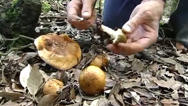 Tricholòma focale