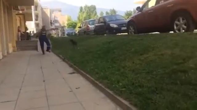 Лудо куче смотреть онлайн