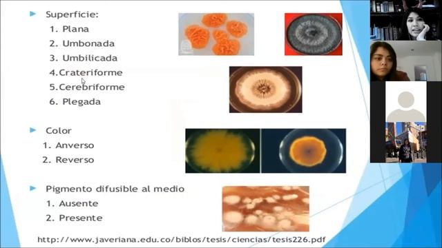 Practica 12 de Descripción de las colonias e identificación de las colonias смотреть онлайн