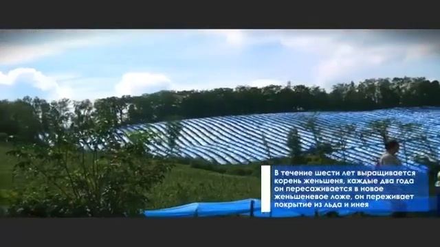 Производство "BH" ― белого Императорского женьшеня"BH" старше 6 лет смотреть онлайн