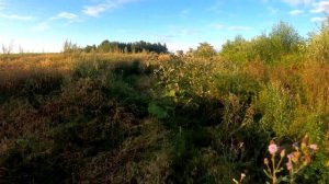 Охота - Восьмой Выход  На Охоту на Косулю с Мелкашкой