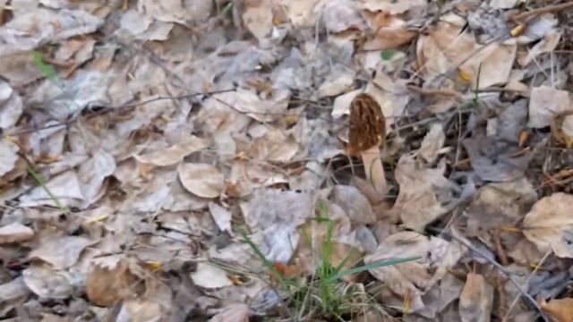 Morels. Spring 2022 смотреть онлайн