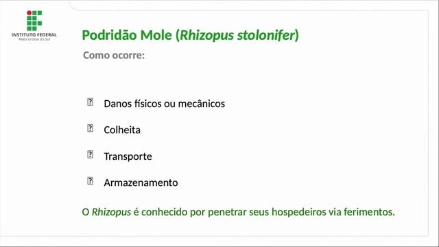 Podridão Mole (Rhizopus stolonifer) смотреть онлайн