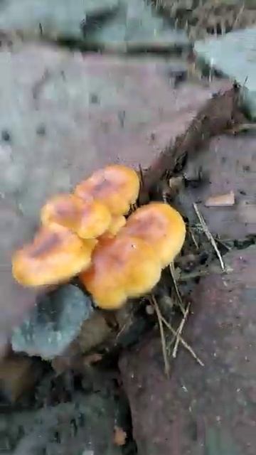 Грибы под сосной 4 января 2023 в Ростове-на-Дону . Опята ? смотреть онлайн