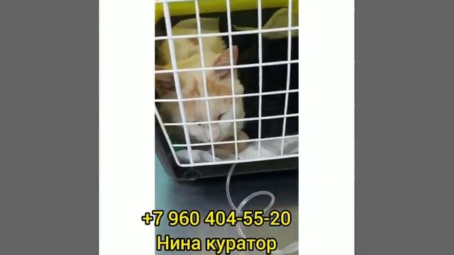 Помогите спасти котика куратор  8 960 404 55 20  Нина #нужнапомощь