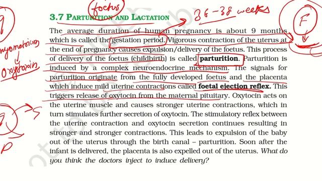NEET AIIMS 2023 Biology Human reproduction class 12 Biology NCERT complete Explanation Lecture 12