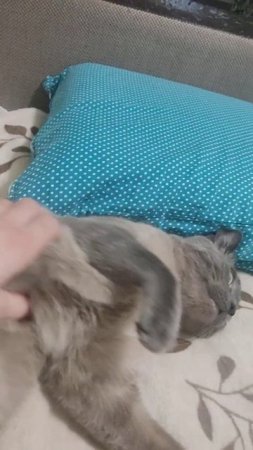 живодер избивает и душит кота . видео жесть