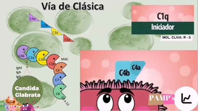 Cándida Glabrata, TLRs, HLA. смотреть онлайн