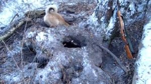 Охота с лайкой на куницу