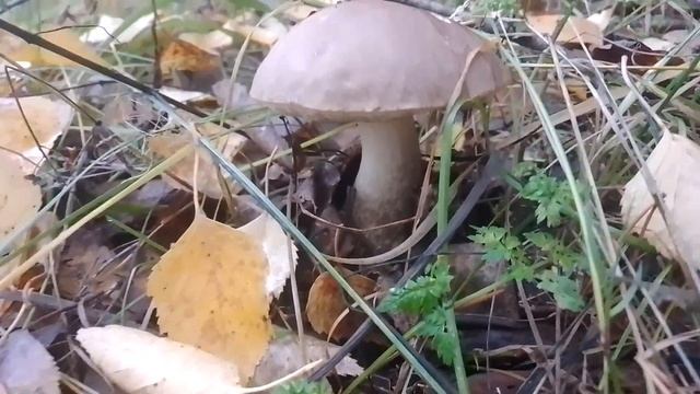 Подберёзовик смотреть онлайн