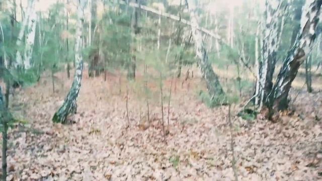 🌲ПРОГУЛКА В ЛЕСУ!🌲/ЧТО НАШЛИ?/КТО/ЧТО ЭТО?🌲 смотреть онлайн