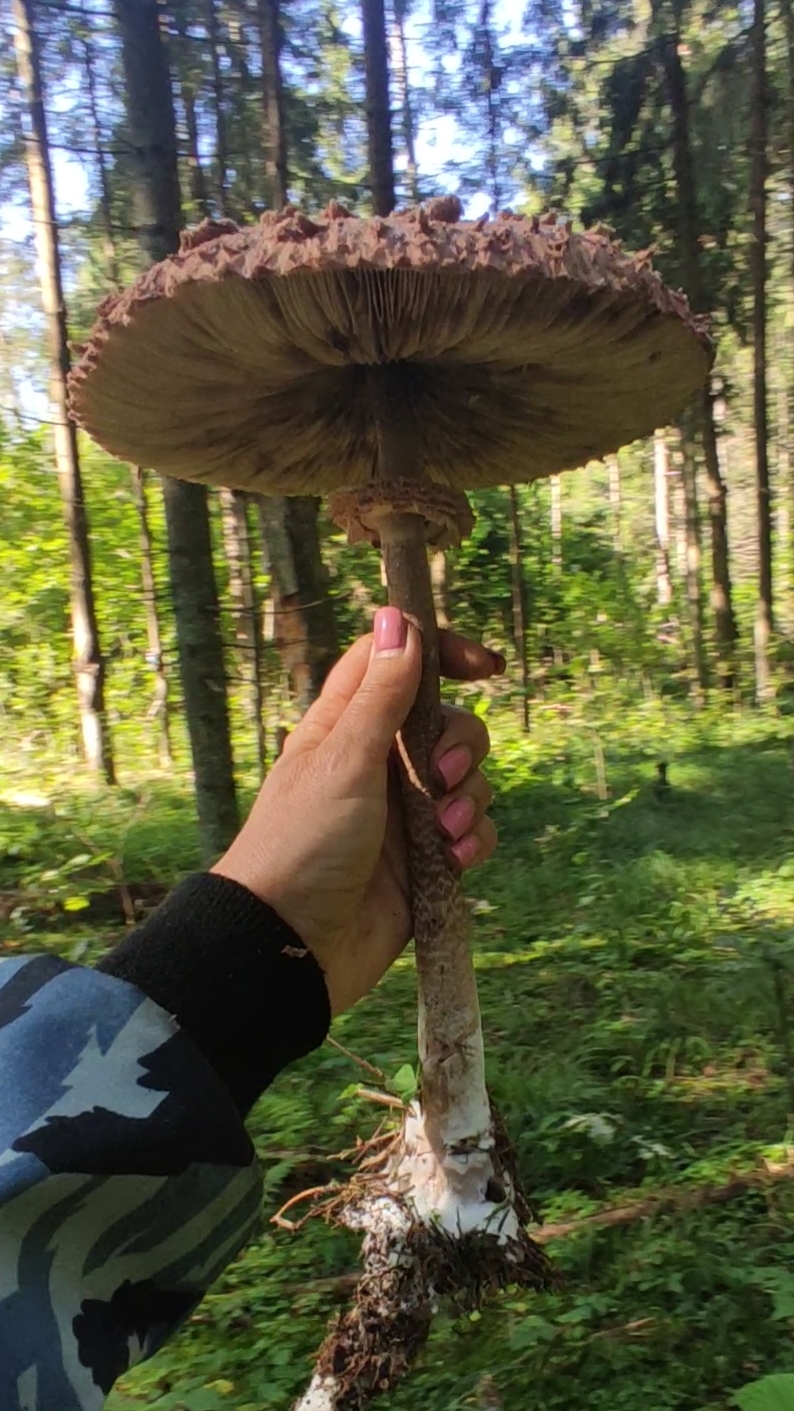 Всей семьёй за грибами.