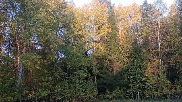 🍁🍂🍃 Осень, Тихая охота 2023 смотреть онлайн