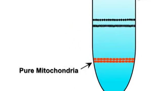 Purification Of Mitochondria From Yeast Cells l Protocol Preview
