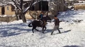 тез куринг бу бола кучадан йоввойи отни ушлаб олди