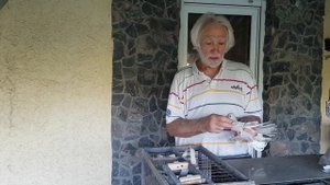 Гусиное крыло у голубя и как его исправить.