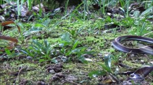 2015 12 11 Striped Coral Snake