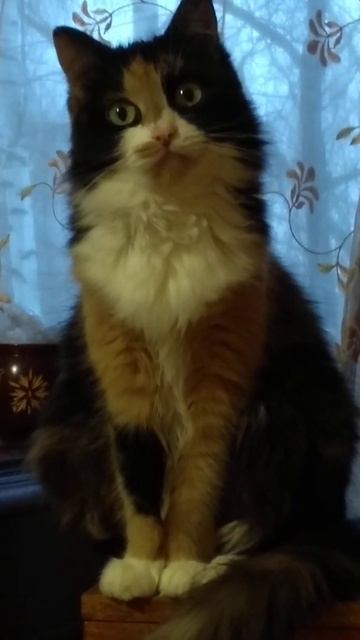 #cat_heals three-haired cat good luck sends you greetings #кошка_лечит трехшерстная кошка удачи смотреть онлайн