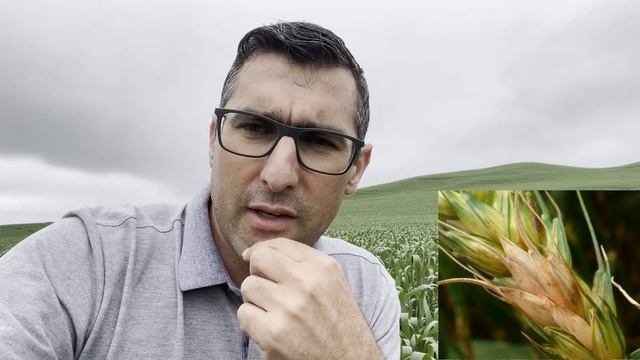 Conhecendo a giberela do trigo, alerta para ocorrência e controle смотреть онлайн