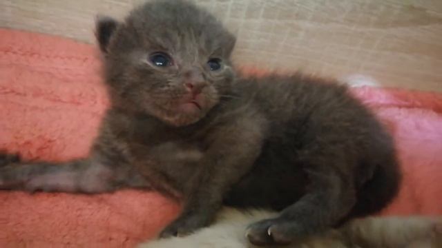 💛Котята пробуют играться) Открыли глазки. Котенок рыжий и черный. В Добрые руки Сочи. +79182070046💛
