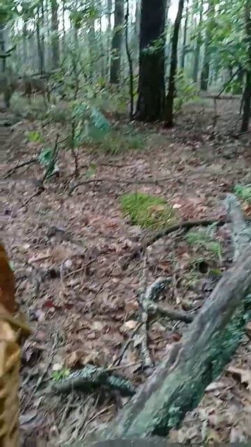 Супер мега находка в дремучем лесу - удачный поход за грибами нашли много лисичек!!! mushrooms in