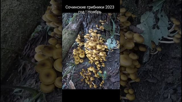Опята  !!! Ноябрь 2023 год !Царская охота !!! смотреть онлайн