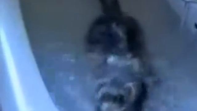 Животный Смех 5 Выпуск смотреть онлайн