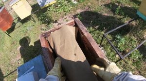 Как подсадить неплодную матку в улей