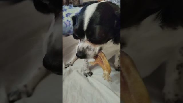 Утиная лапка!🐕#домашниеживотные #любимыеживотные #собакаест