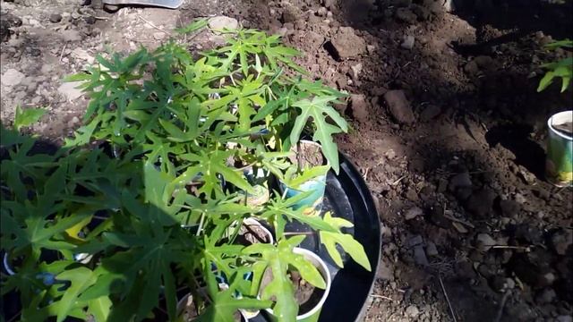 Papita ka pooda kese lagaye | how to transplant papaya plant | Successful hopes | Papita ki kheti смотреть онлайн