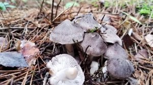 грибы ноябрята