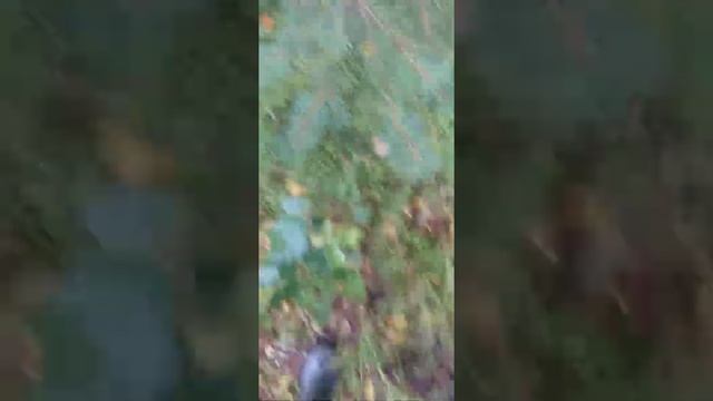 В лес по грибы продолжение...30 июля 2020 г. смотреть онлайн