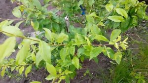 ПЕРВЫЕ ПЛОДЫ НА ПЕРСИКЕ И АЛЫЧЕ