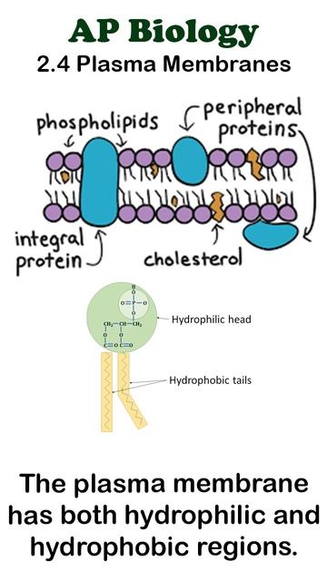AP Bio - 2.4 Plasma Membranes #apbiology #cellbiology