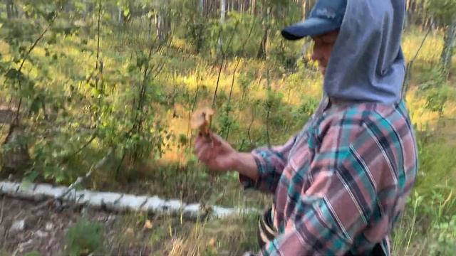 Грибы лисички. Собираем в 2023 году смотреть онлайн