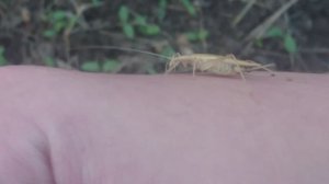 обыкновенный стеблевой сверчок