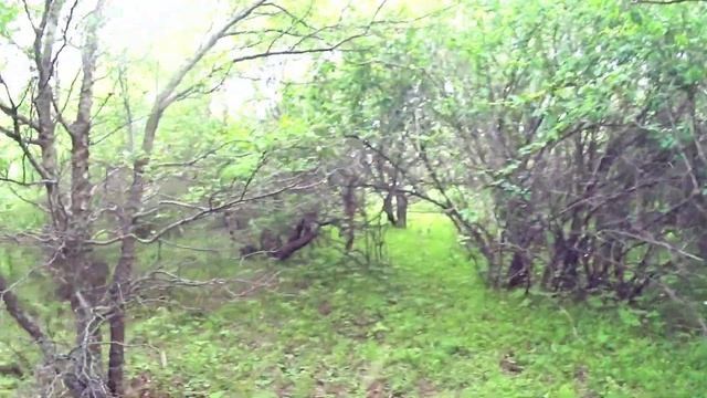 ПО ГРИБЫ В СЕКРЕТНОЕ МЕСТОПереехали в другое место и снова УДАЧА