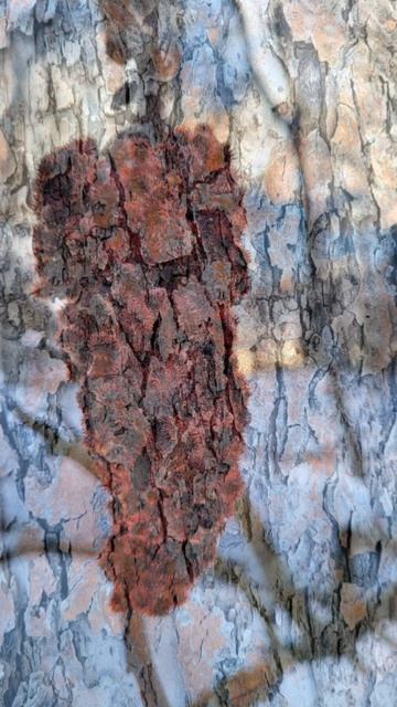 Exploring In The Woods! #nature #mushrooms #fungus #fungi #winterwonderland #lichens #exploring смотреть онлайн