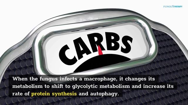 Cryptococcus Neoformans Infection смотреть онлайн