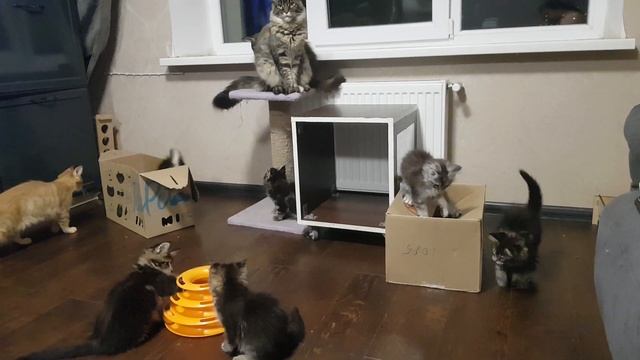 ВЕЧЕРНИЙ ДУРДОМ🤣👍 смотреть онлайн