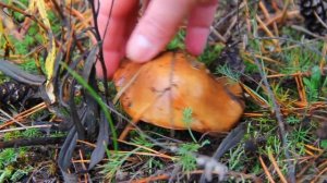 ВМЕСТЕ С МУЖЕМ ЗА ГРИБАМИ 👫 СЕМЕЙНЫЙ ПОХОД ЗА ГРИБАМИ 🧺