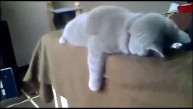Смотреть видео про кошек