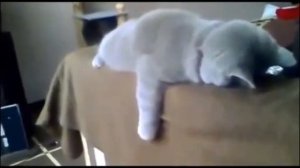 Смотреть видео про кошек