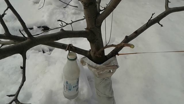 Обрезка груши после искривления. Формируем новый штамб. смотреть онлайн