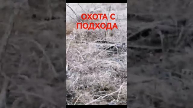 ОХОТА С ПОДХОДА НА КОСУЛЮ #shorts смотреть онлайн