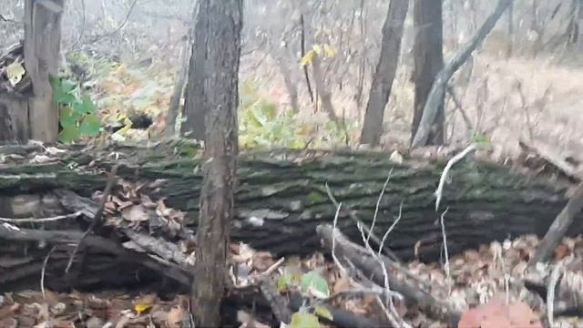 В поисках грибов смотреть онлайн