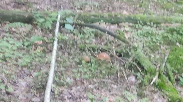 В лесу белые© нет баровики! смотреть онлайн