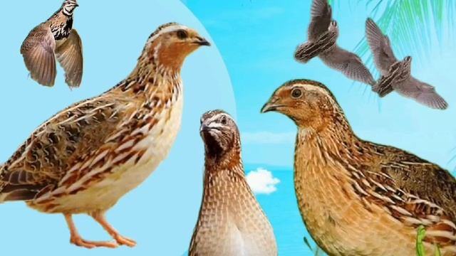 batair ki awaz quail sound morning and night hunting is summer گندم کی شکار کے لئے بٹیروں کی آواز