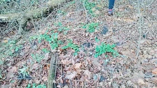 Пішов по зимовий опеньок, а вийшло ціле розмаїття грибів смотреть онлайн